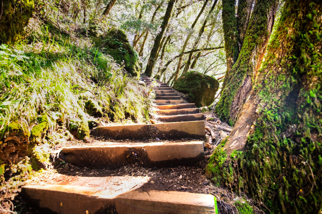 wooden steps in a forest 2023 11 27 04 51 08 utc AM Healthcare